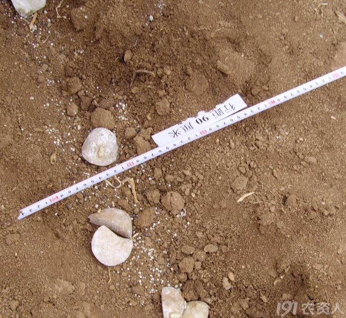 马铃薯免耕栽培技术视频,马铃薯高产栽培技术的参考文献