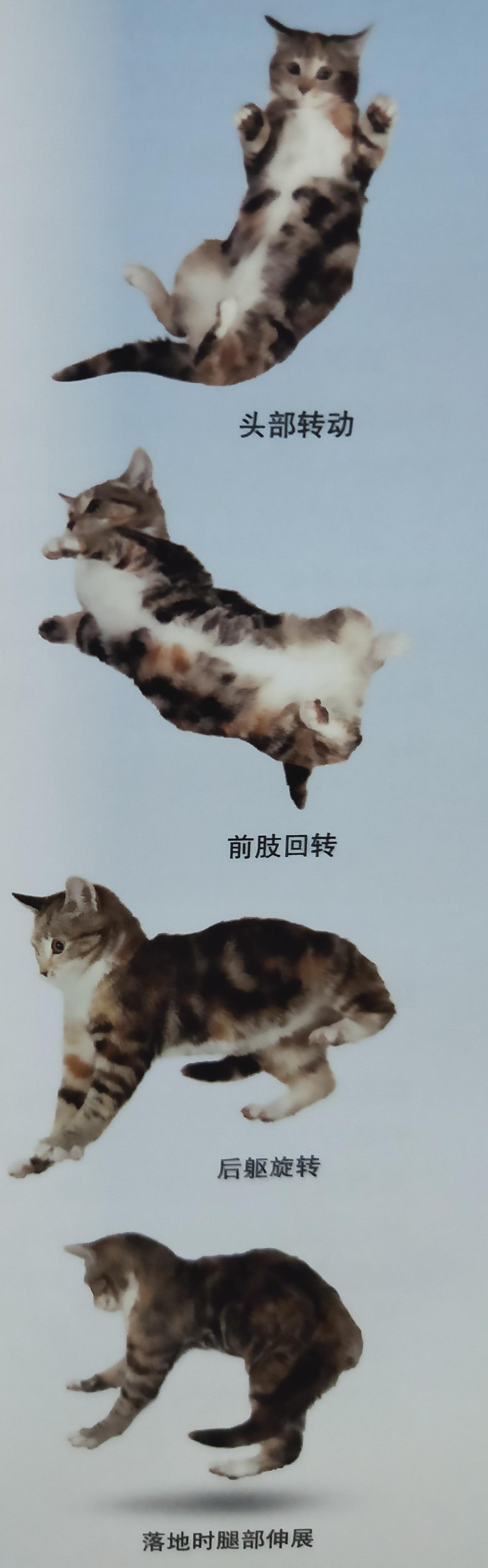 有些人家里养了非常多的猫咪,很多人都养猫咪的原因