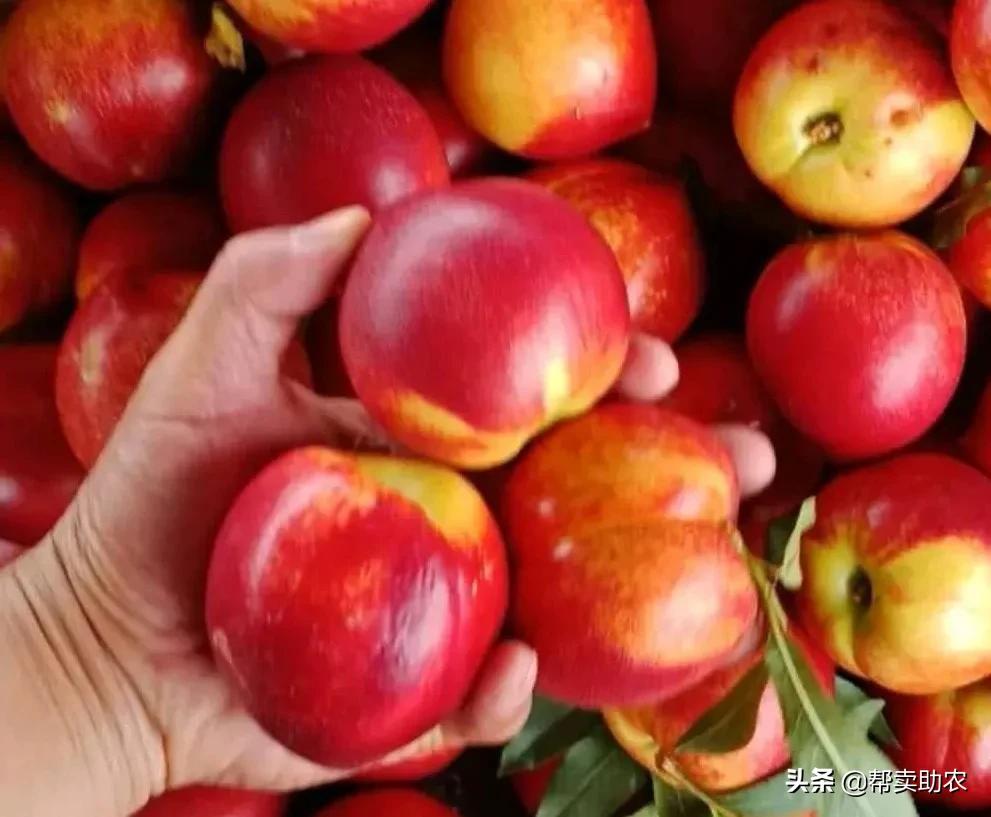 油桃脆甜多汁爽口,一口下去黄桃果肉绵密清爽冰沙