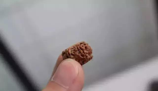 打磨藏式金刚教程,无齿藏式金刚菩提怎么盘