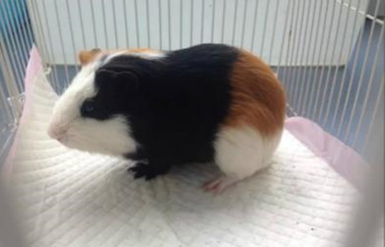 短逆毛荷兰猪可以养到几岁,养荷兰猪需要准备什么东西