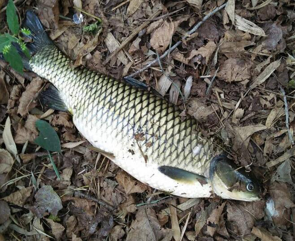 小线组和大线组的区别,小线组好上鱼