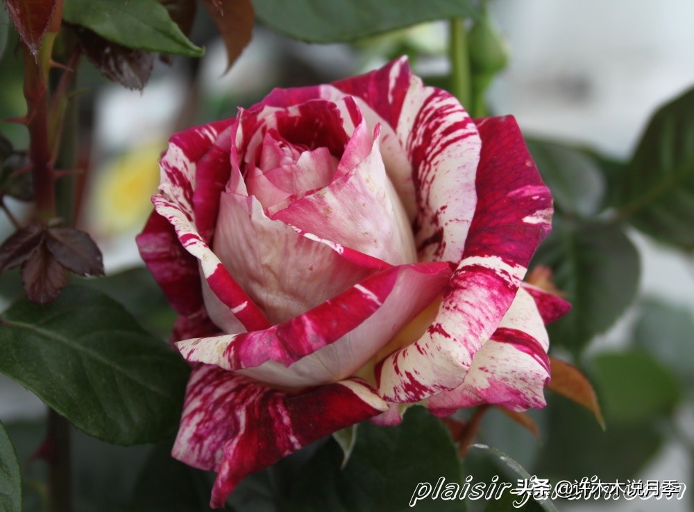 月季为什么不开花和品种有关系吗,买回来的月季不长花骨朵怎么办