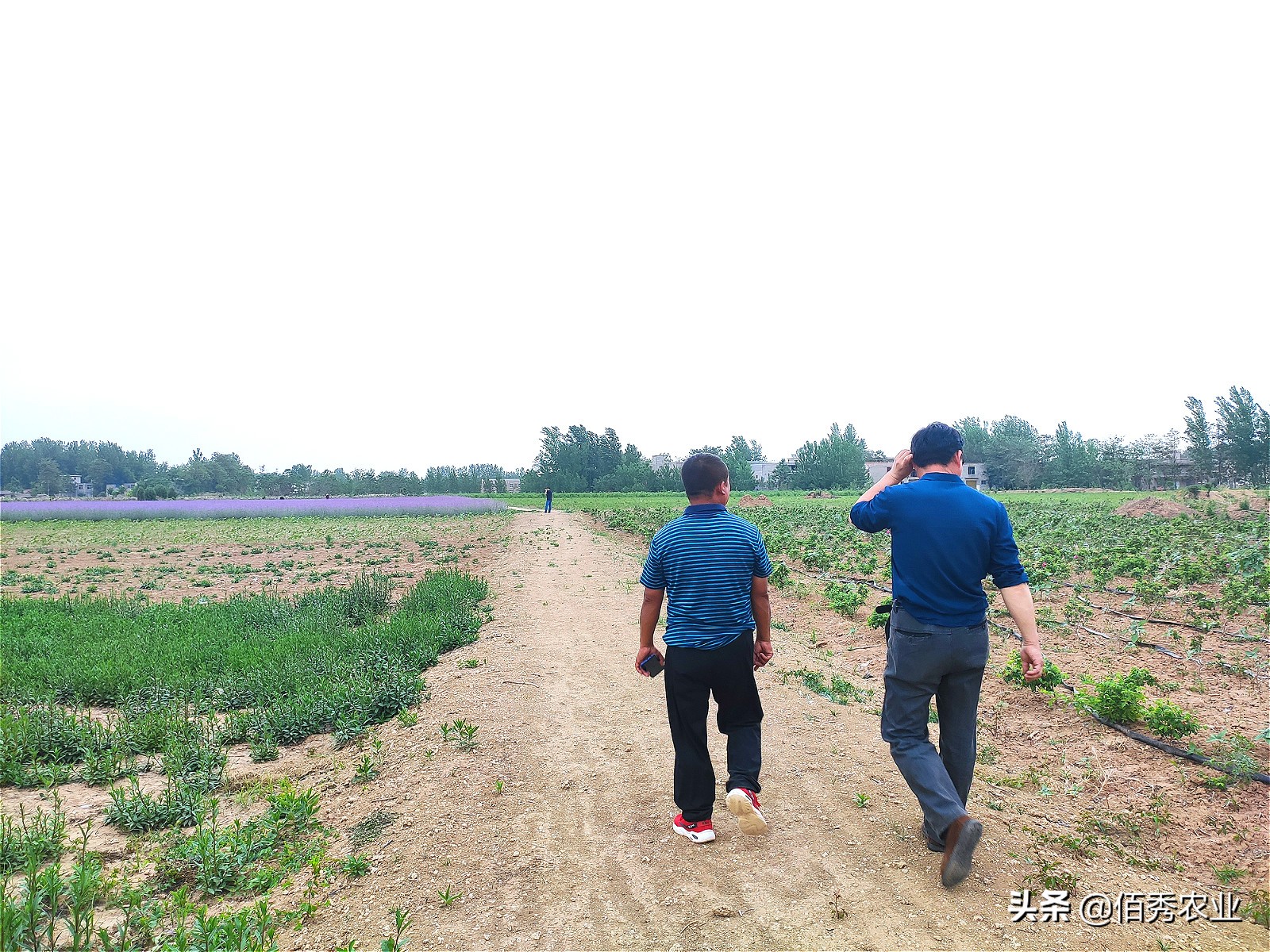 中药材种植的前景与现状,种植中药材亏得一塌糊涂