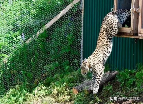 西亚现存最强大的猫科猛兽,史上最凶猛的八大猫科动物