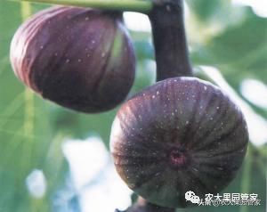 种植新品种果树苗一手货源,各种新品种果树苗木一手货源