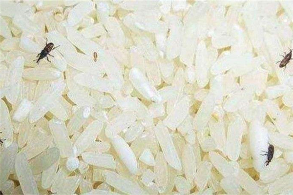 米虫怎么长出来,九个冷知识100条