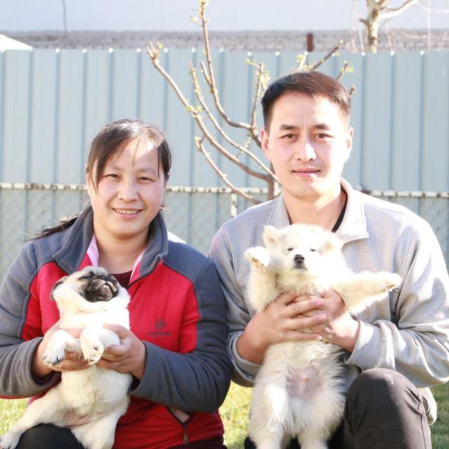 怎么挑长毛阿拉斯加,长毛阿拉斯加