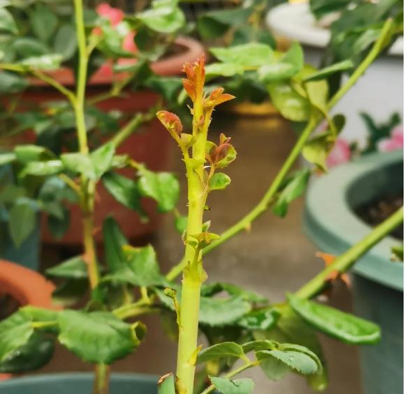 大葱的一大害虫蓟马一招轻松解决,蓟马白粉虱都是刺吸式口器害虫吗