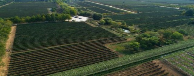 东方的波尔多 120年的张裕投资价值何在？