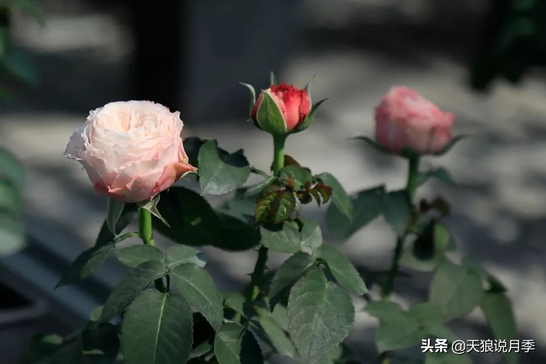 都说“最美人间四月天”，应该就是月季开花的模样吧！