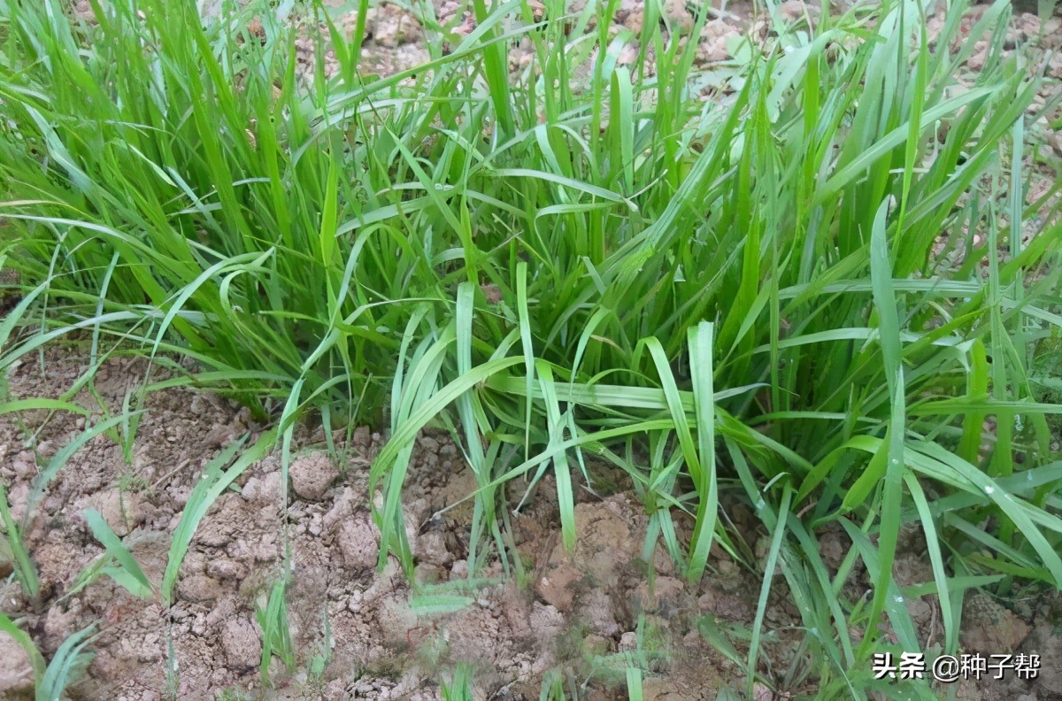 进口黑麦草多少钱一斤,进口蓝标黑麦草草籽价格