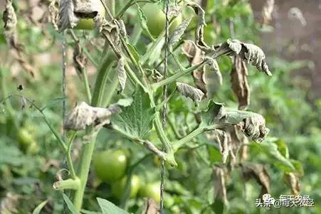 广州秋季番茄病害怎么防治,番茄常见病害防治方法