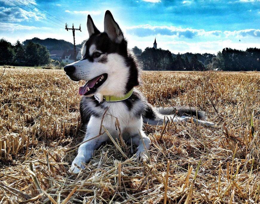 患有狂犬病的狗狗有什么症状,得了狂犬病狗狗症状