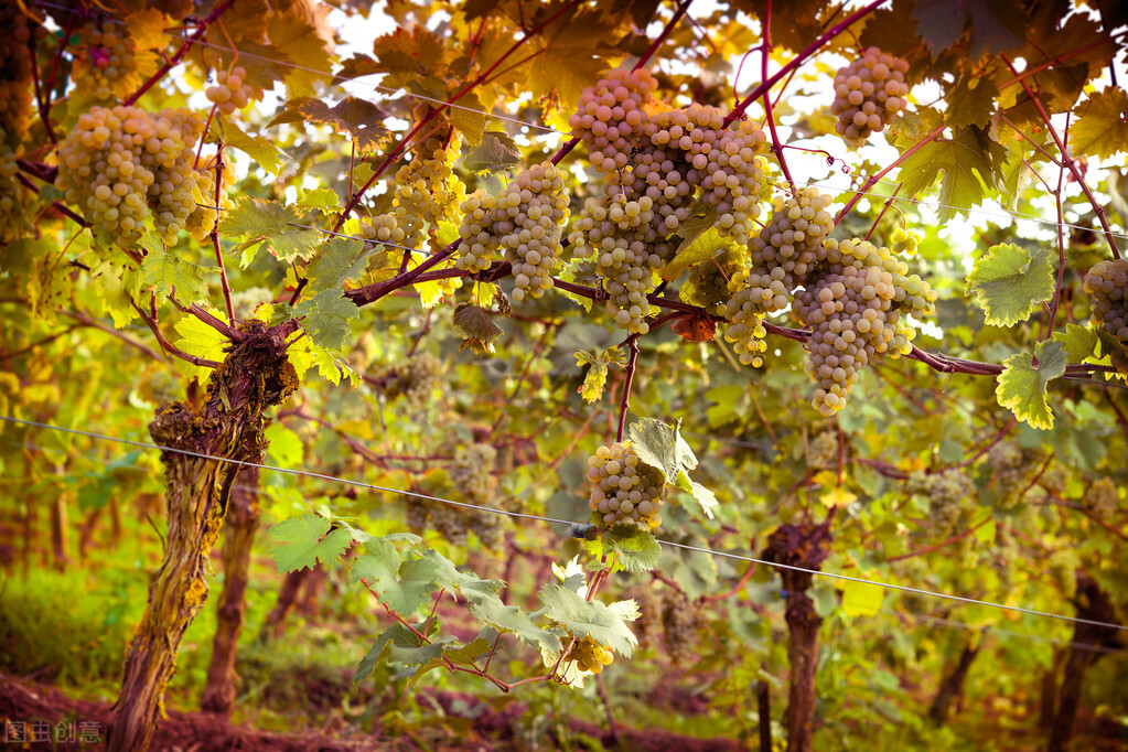 葡萄溃疡病打噻唑锌几天见效,阳光葡萄溃疡病症状及治疗方法