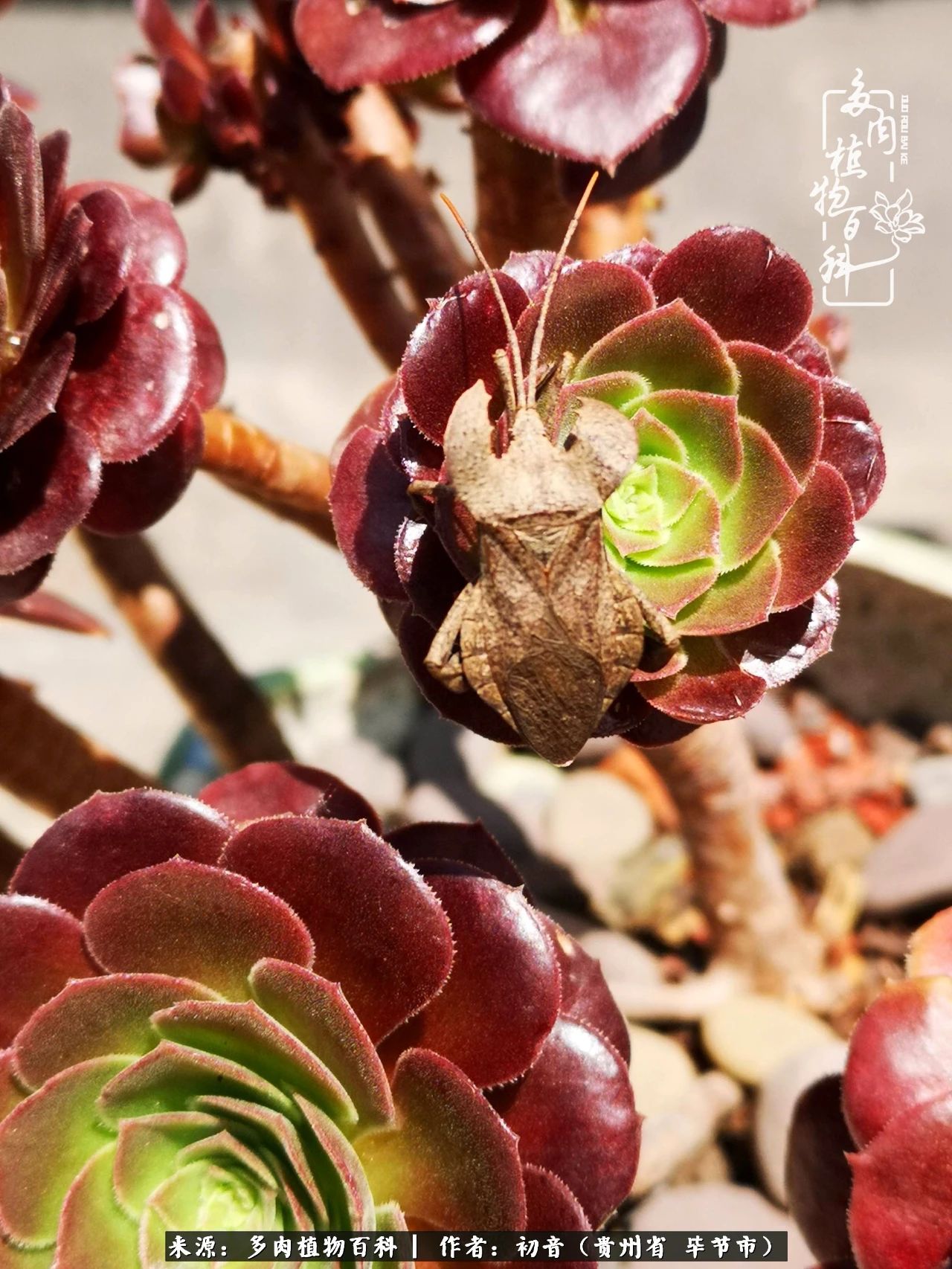 和多肉共度美好时光,与多肉一起成长