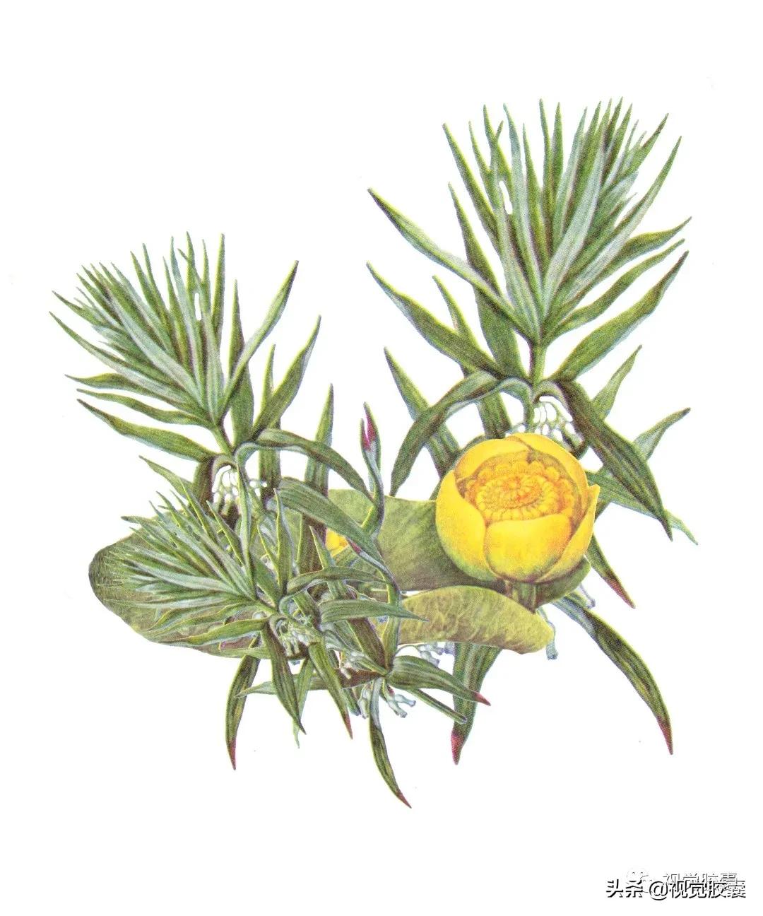 乡村蔬菜大棚的设计,蔬菜精美设计图片