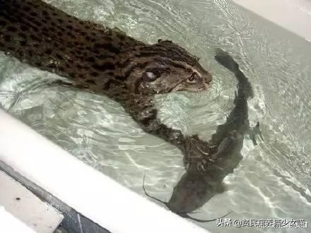 五只小猫咪游泳,可爱的小猫咪洗澡或游泳