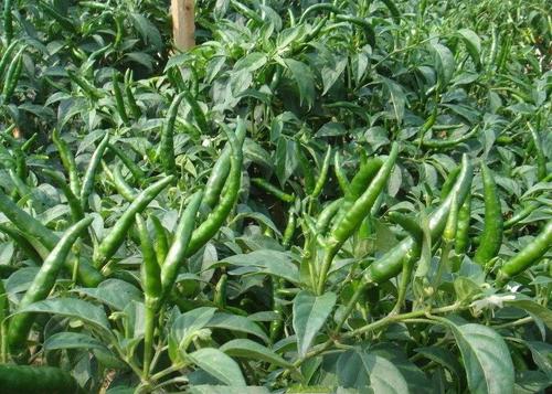 作物磷酸二氢钾使用方法,磷酸二氢钾在农作物上的使用方法