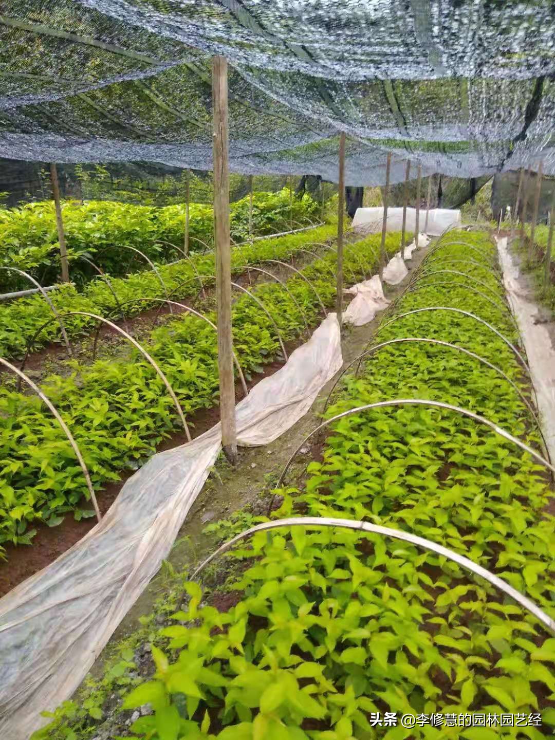 苗木种植后如何管理好种子,苗木栽培的正确顺序