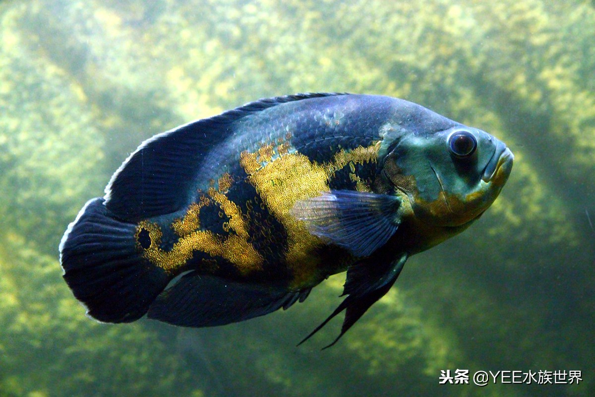 费尽了心思和精力,费尽了所有的心思