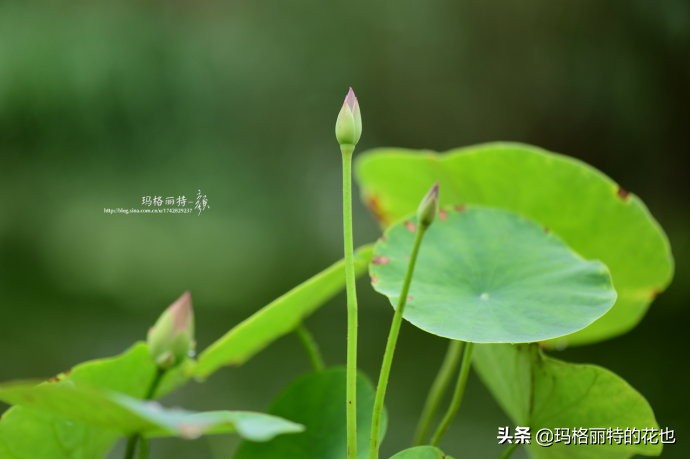 碗莲种子种植步骤及注意事项,碗莲种植方法超简单的快来看看吧