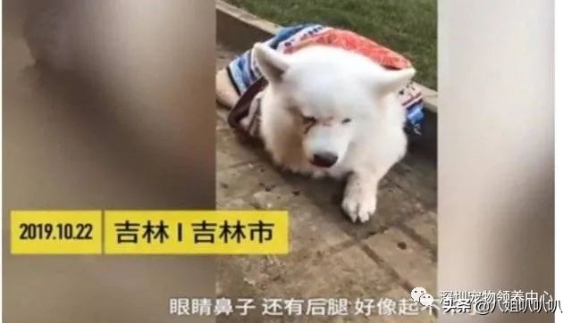 吉林打爆眼球的萨摩耶后续,萨摩耶被主人打爆眼球