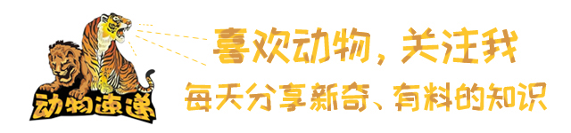 猫狗祖先的进化史,猫狗在现今社会的地位