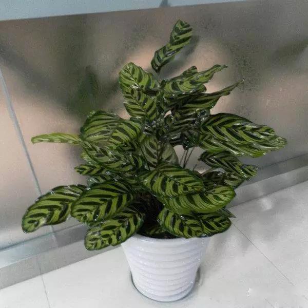 送给喜欢种花的人什么礼物,想养花却把花养死