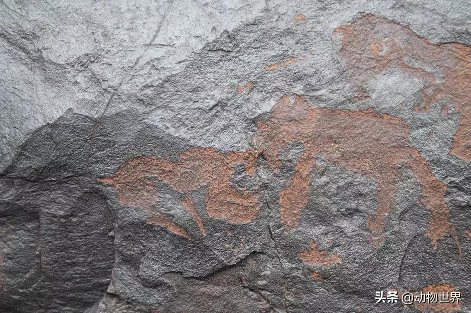 狮虎重叠区域,狮虎历史