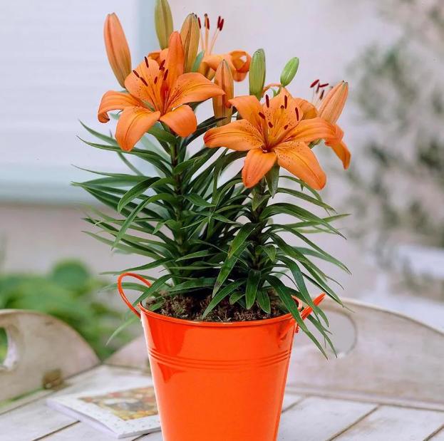 百合花有百年好合之称,百合花寓意吉祥图片