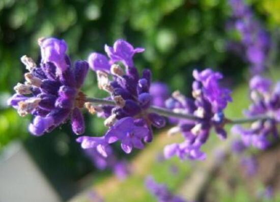 薰衣草浇水的正确方法,薰衣草怎么施肥最好