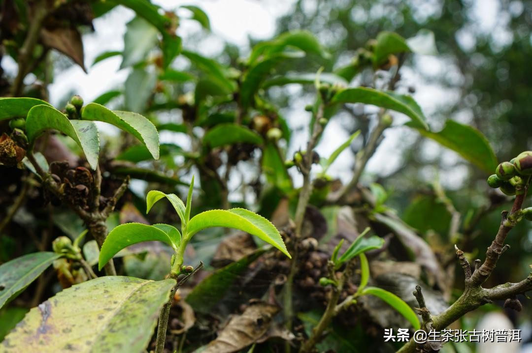 2020年古六大茶山莽枝乔木普洱茶,云南普洱茶各大茶山分布图