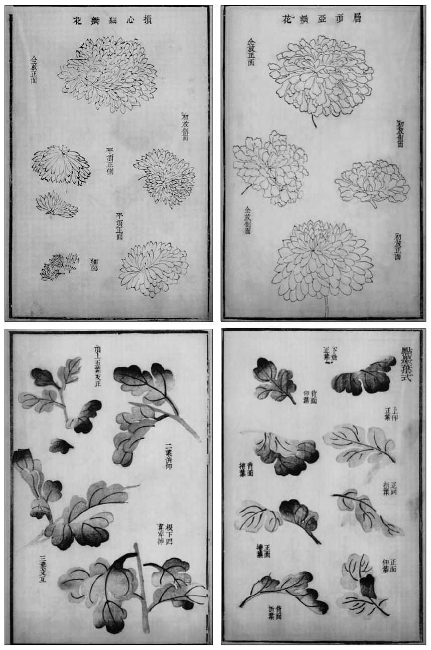 国画菊花的简单画法步骤图片,国画入门零基础自学画菊花