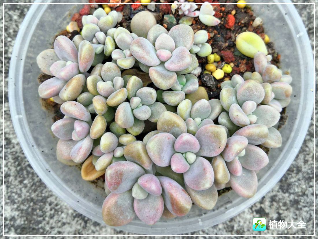 多肉植物艾伦视频,多肉植物艾伦价位