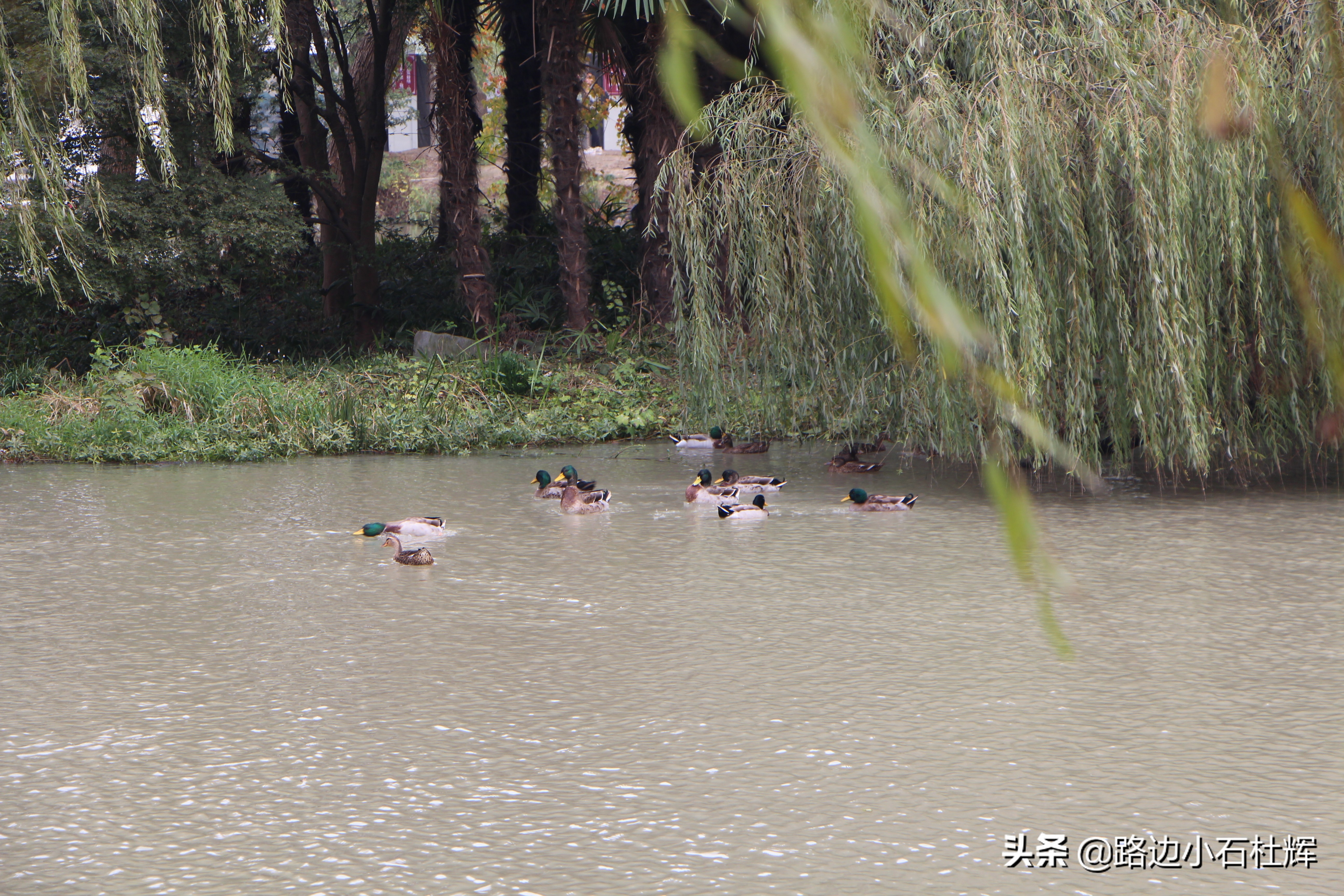 扬州瘦西湖之行,扬州瘦西湖游一圈