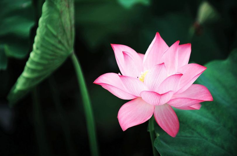 「诗词原创」邓寿康戊戌七言诗草