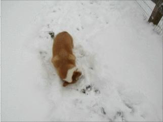 狗狗趾间炎怎么治疗用什么药,狗狗得了趾间炎需要怎么治疗呢