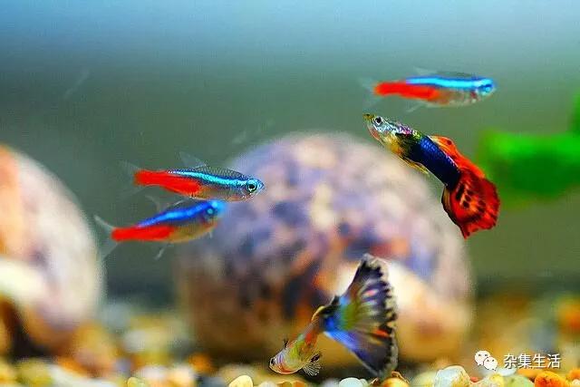 热带观赏鱼哪种容易养,热带小型观赏鱼饲养难易程度排名