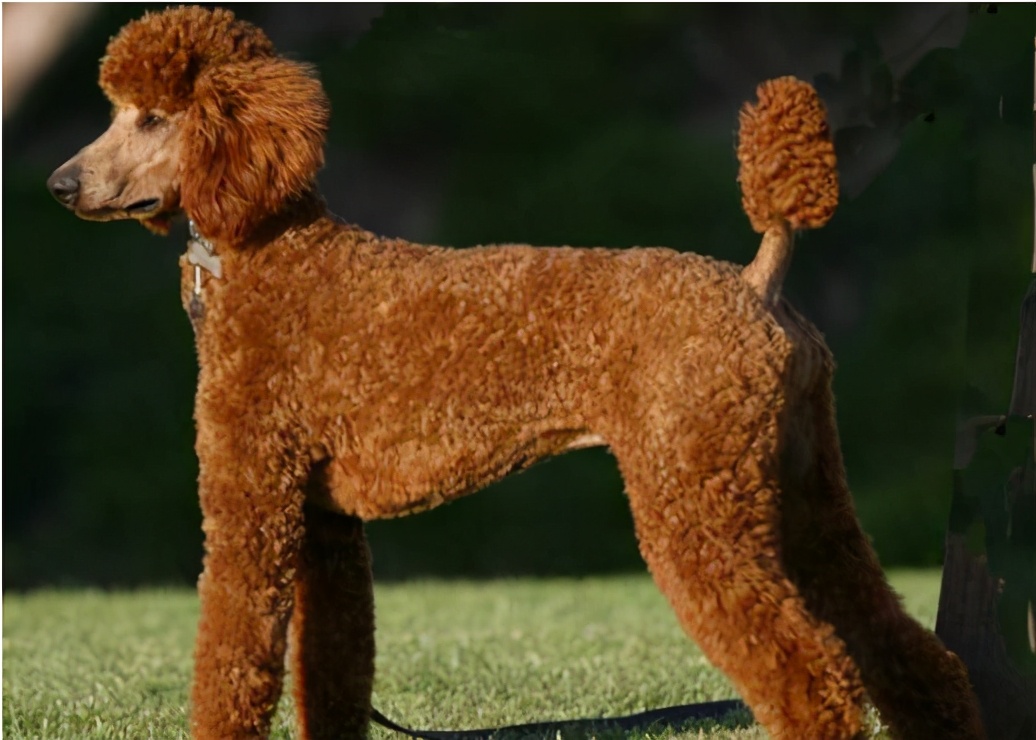 纯种巨型贵宾和二代巨型贵宾,灰贵宾和白贵宾串串