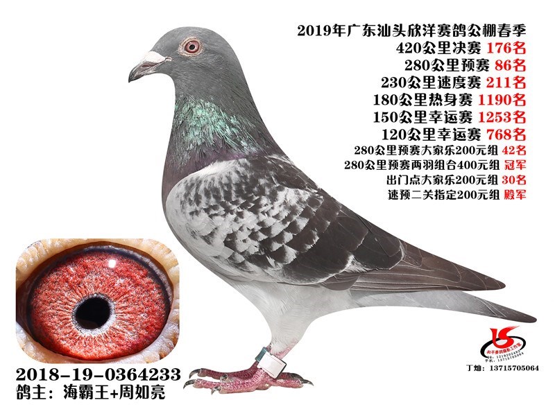 海霸王詹森纪录,冠霖公棚2017年获奖鸽欣赏