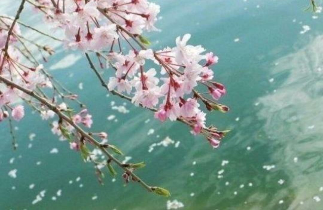 落花时节又逢君的上一句是什么诗,落花时节又逢君的前一句古诗