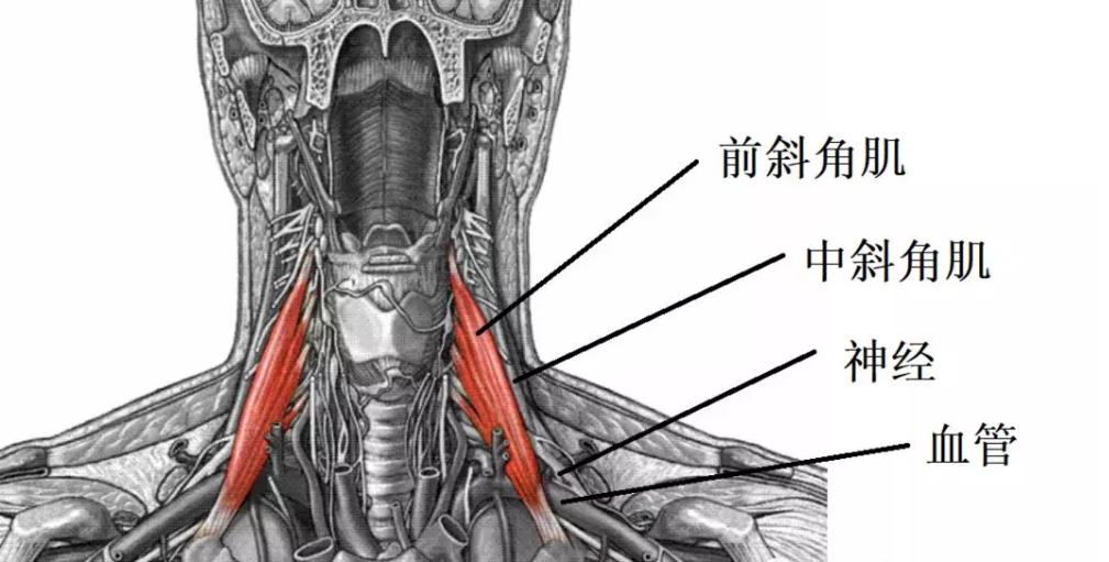 落枕三天还没好,落枕3天不好越来越重是怎么回事