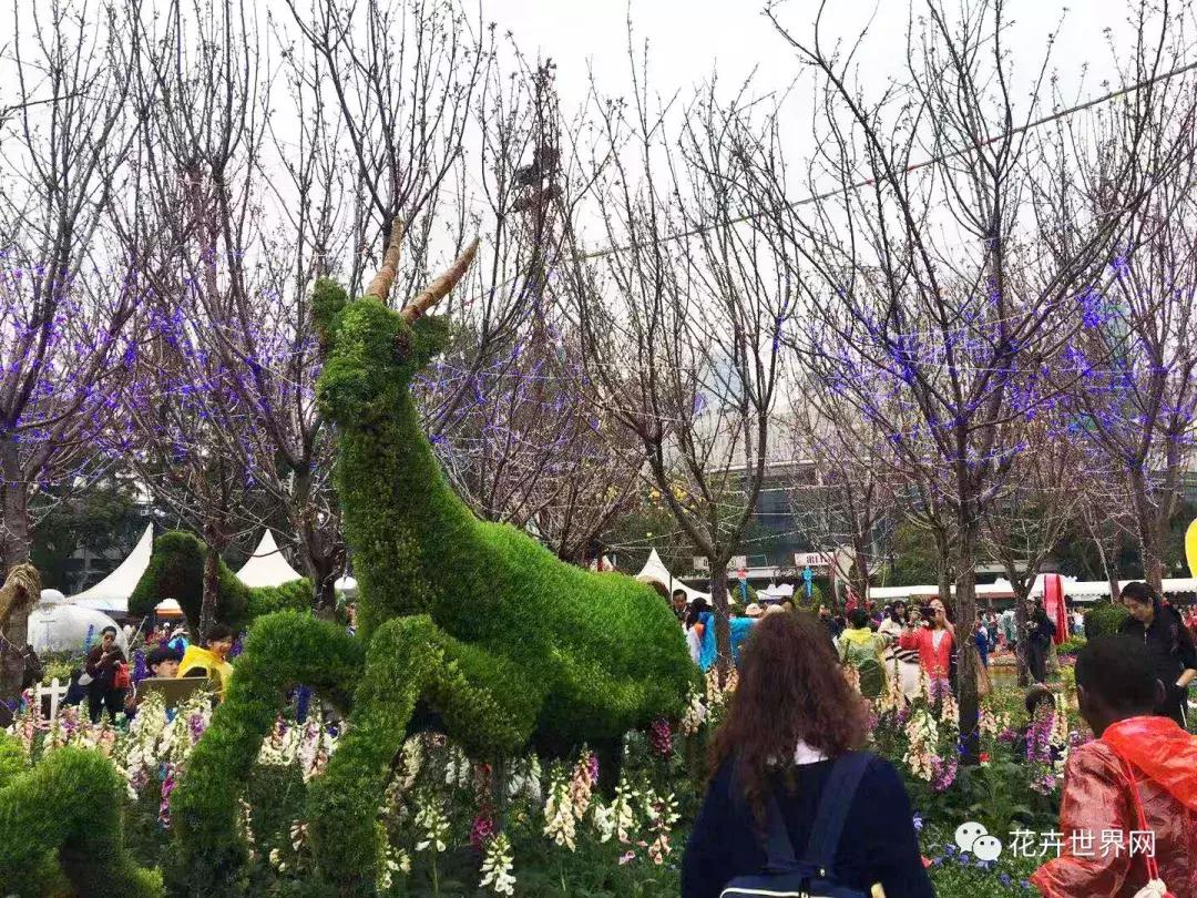 香港花卉艺术展,共赴盛会活动