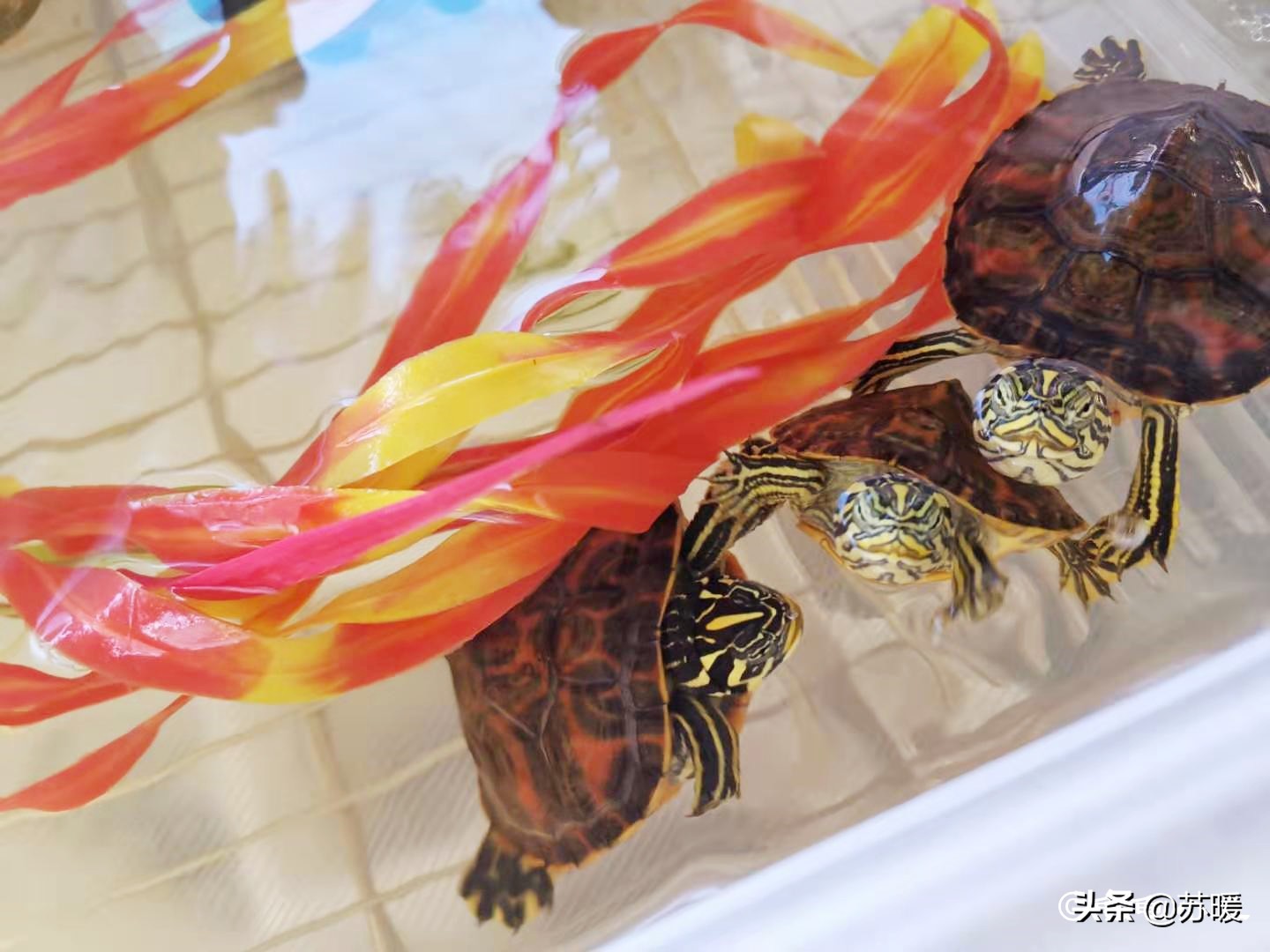 如何看龟龟肺炎好了,龟龟肺炎