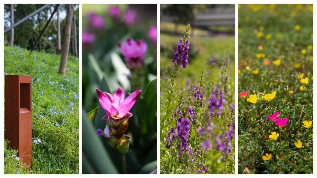 盼了1年！南山新地标“塞纳河”惊艳露面