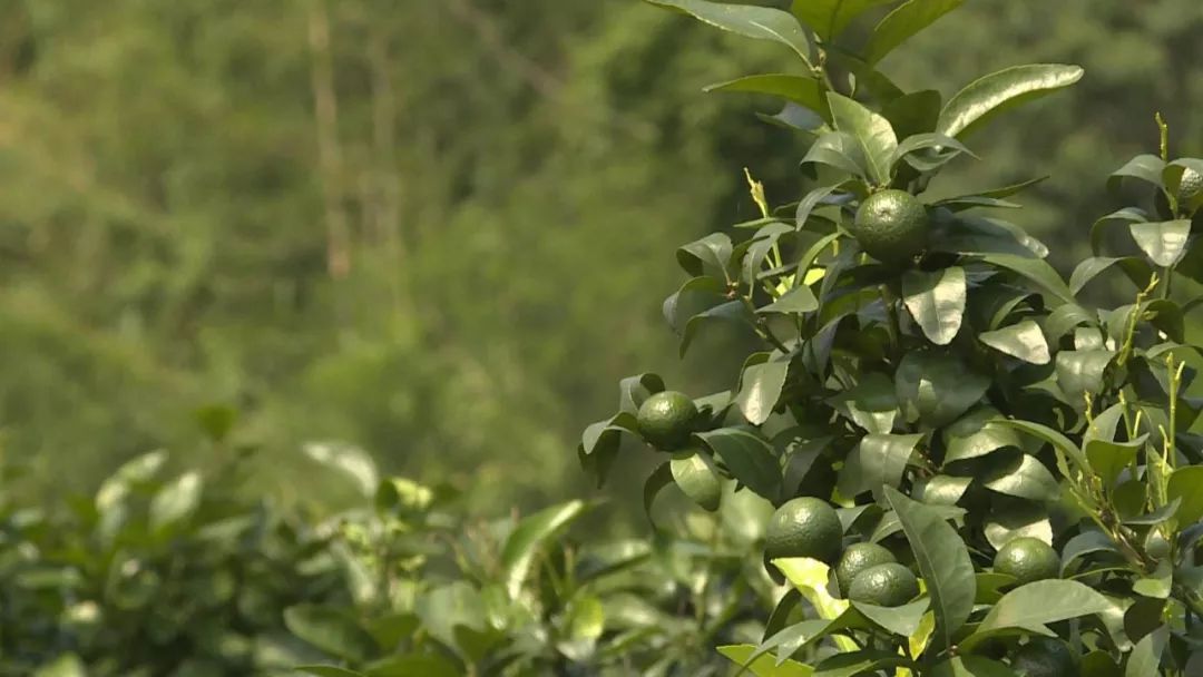 广东复种沙糖桔基地,沙糖桔种植基地规划图