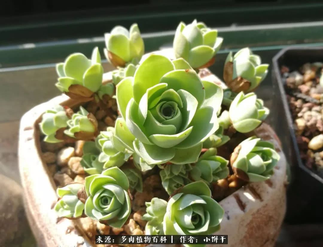 无肉不欢的肉瘾少女，日日沉迷于美色无法自拔！