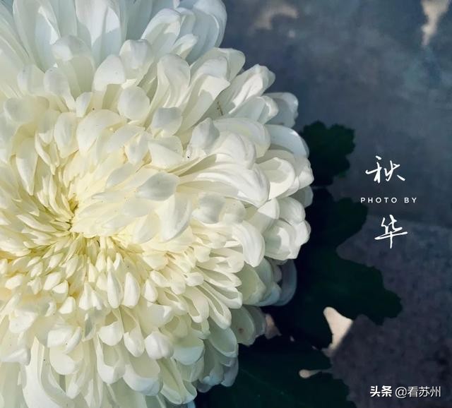 一入秋苏州怎就美成了姑苏,一入秋南京就成了金陵