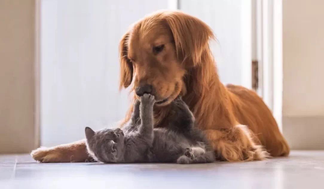 排名最好前十名的狗粮品牌,狗粮品牌合集